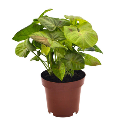 Syngonium Milk Confetti – Pfeilspitzenpflanze Ø12cm, 20cm hoch