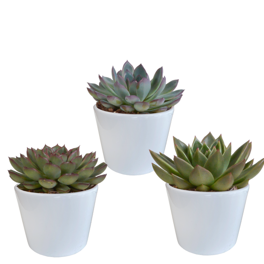 Echeveria-Mix 3er Set im weißen Keramiktopf 10,5 cm