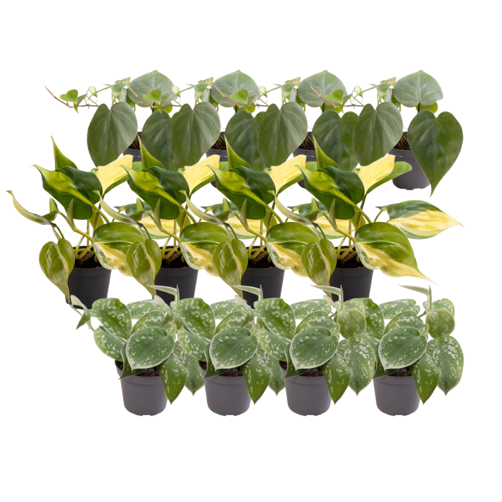 12x Philodendron Scandens Mix – Pflegeleichte Zimmerpflanzen