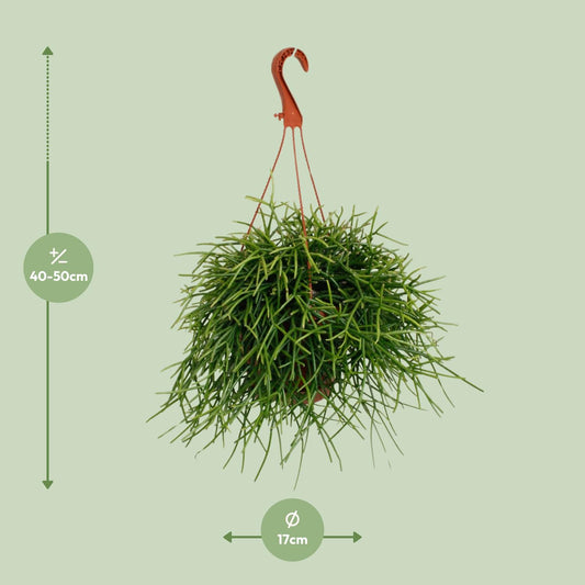 Rhipsalis Pulchra – Trendige, pflegeleichte Zimmerpflanze Ø17cm