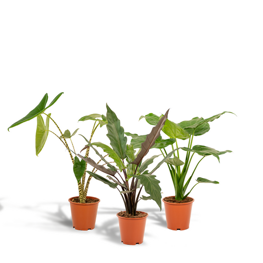 Alokasie Trio – Zebrina, Cucullata & Lauterbachiana Ø19cm