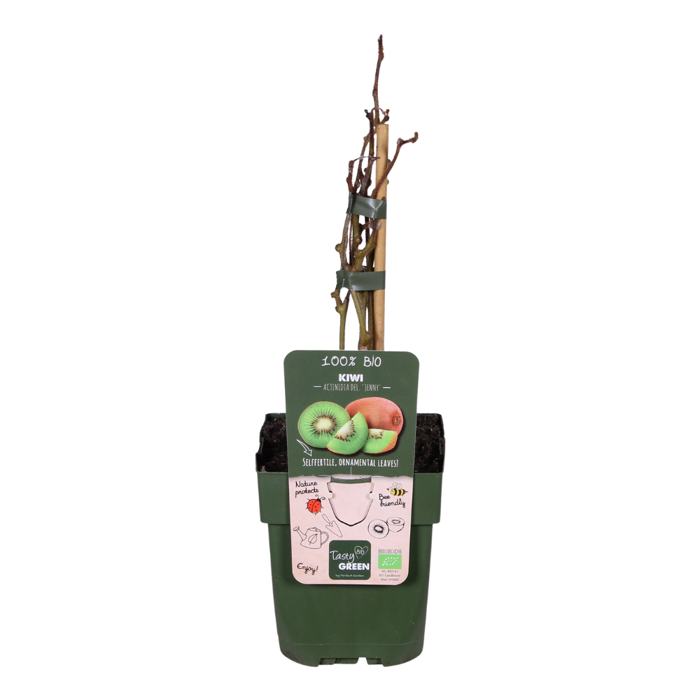 Kiwi 'Jenny' – Selbstfruchtende Kletterpflanze Ø13cm