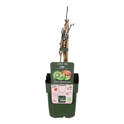 Kiwi 'Jenny' – Selbstfruchtende Kletterpflanze Ø13cm