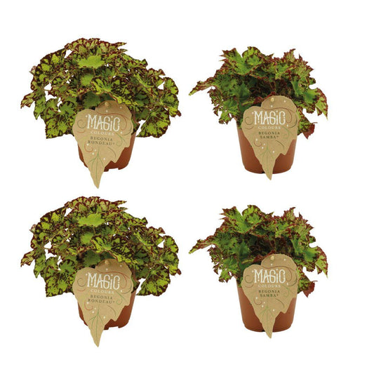 4er Set Begonie Rex Rondeau & Samba – Ø12cm, 25cm Höhe