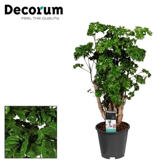 Polyscias Roble – Pflegeleichte Zimmerpflanze Ø17cm