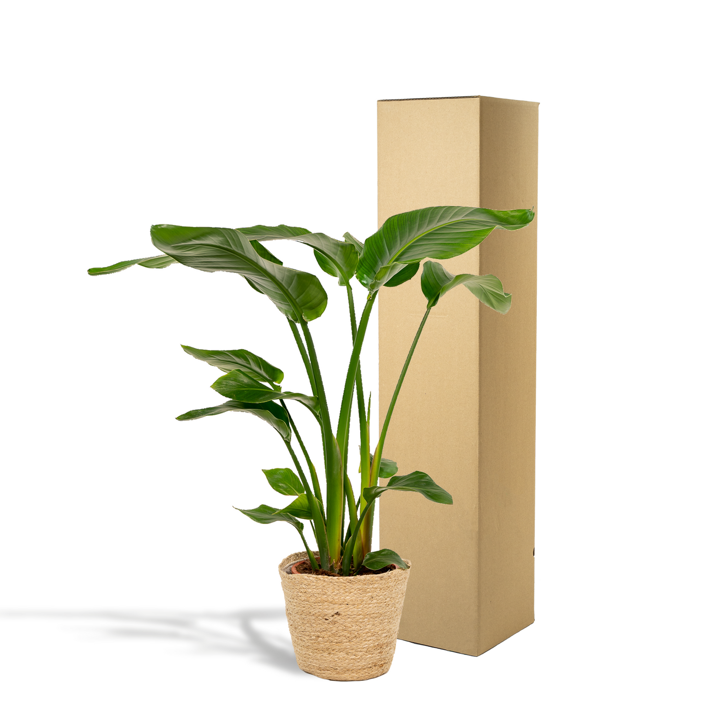 Strelitzia Nicolai Ø19cm – Luftreinigende Baumstrelitzie mit Korb