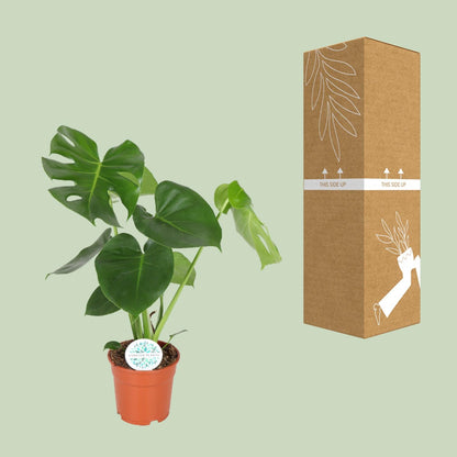 Monstera Deliciosa – Pflegeleichte Zimmerpflanze Ø17cm