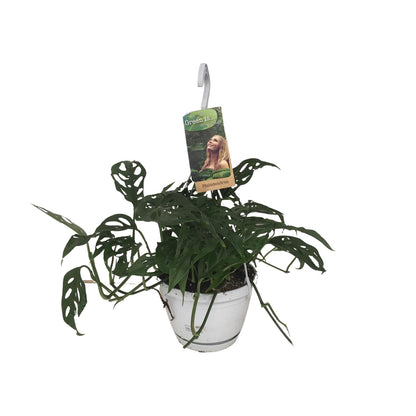 Monstera Obliqua – Tropische pflegeleichte Zimmerpflanze Ø17cm
