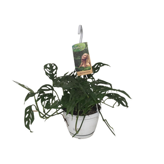 Monstera Obliqua – Tropische pflegeleichte Zimmerpflanze Ø17cm