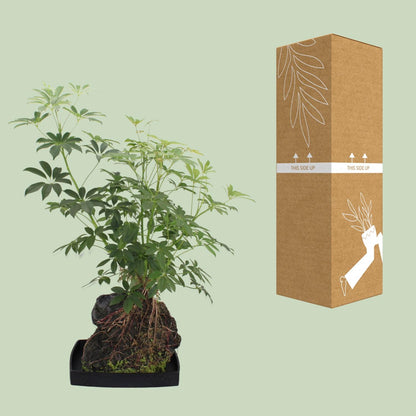 Schefflera Arboricola – Pflegeleichte Schirmpflanze Ø40cm
