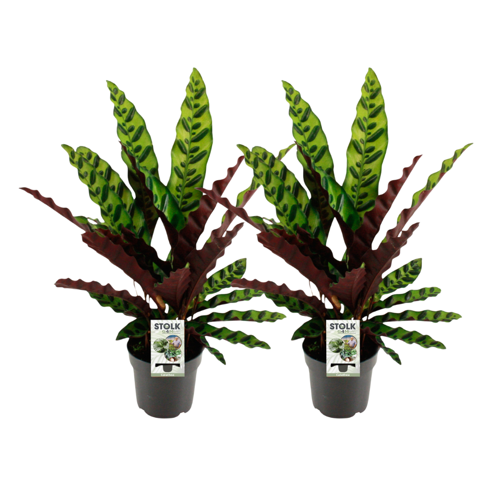 Calathea Lancifolia Insignis – 2er Set, Ø14cm, ca. 45cm hoch