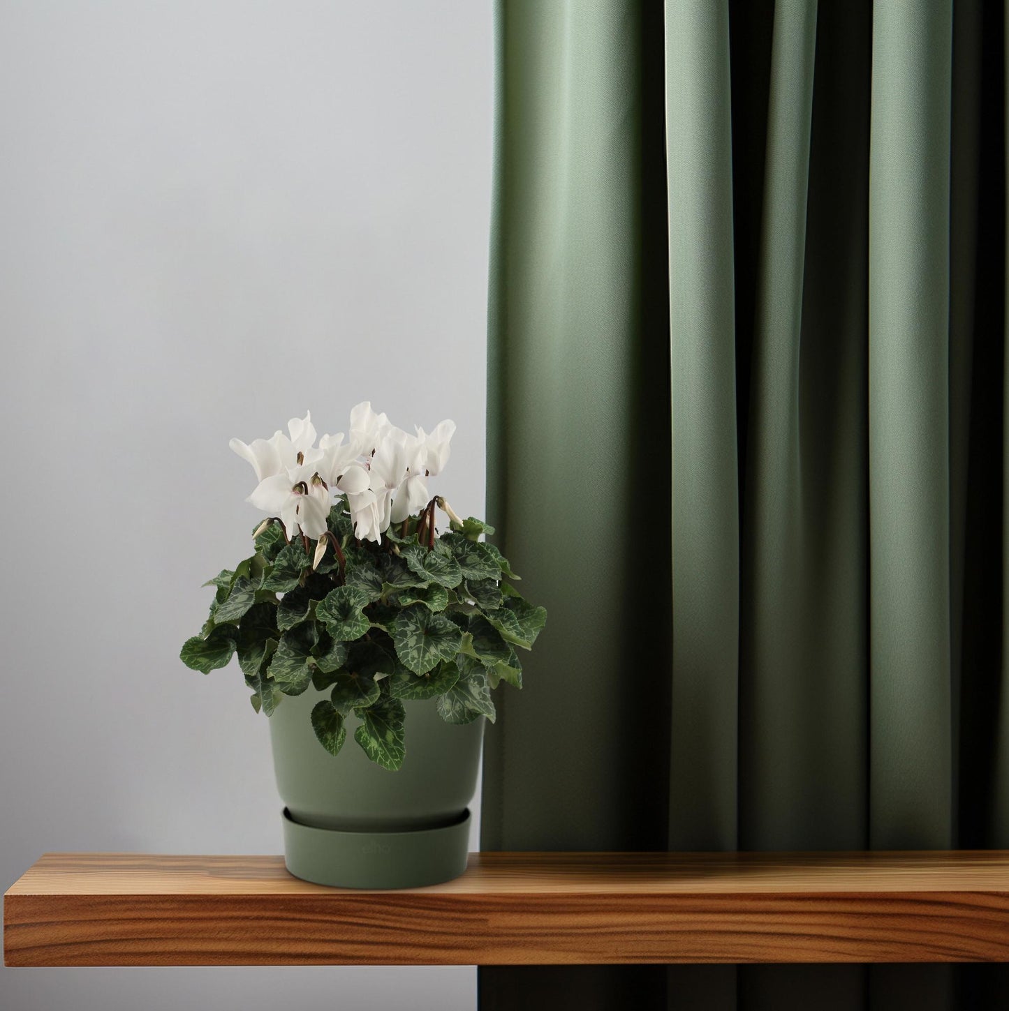 Cyclamen Weiß Ø17cm – Pflegeleichte Blühpflanze