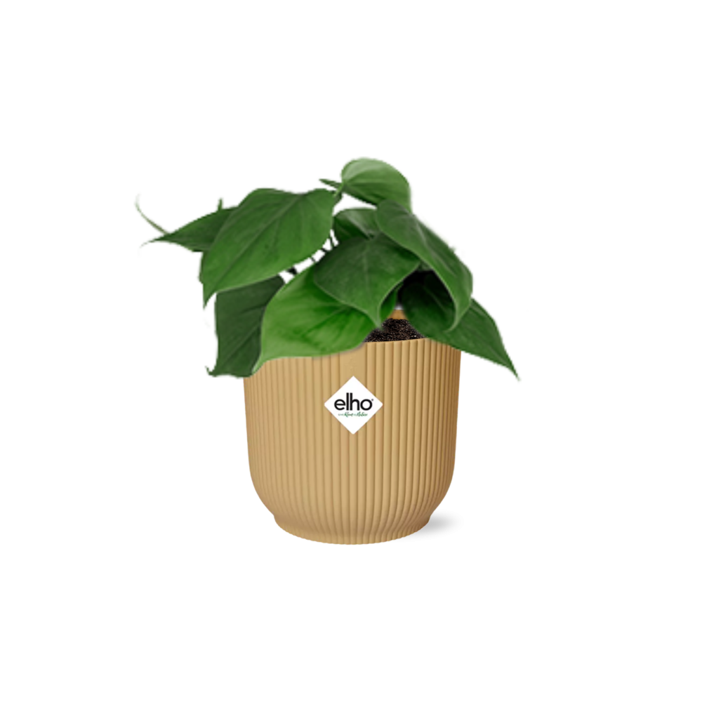 Philodendron Scandens in ELHO Vibes Fold 14cm Gelb
