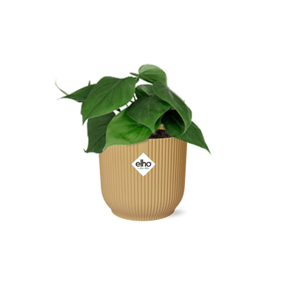 Philodendron Scandens in ELHO Vibes Fold 14cm Gelb