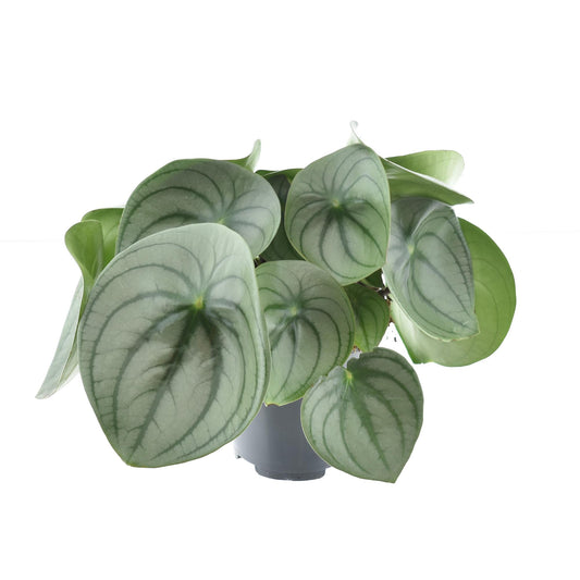 Peperomia Watermelon Big – pflegeleichte Zimmerpflanze Ø14cm