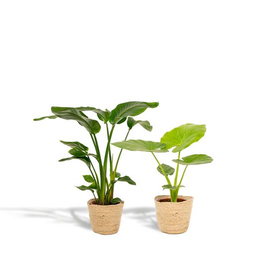 Tropisches Zimmerpflanzen-Set mit Strelitzia & Alocasia im Korb
