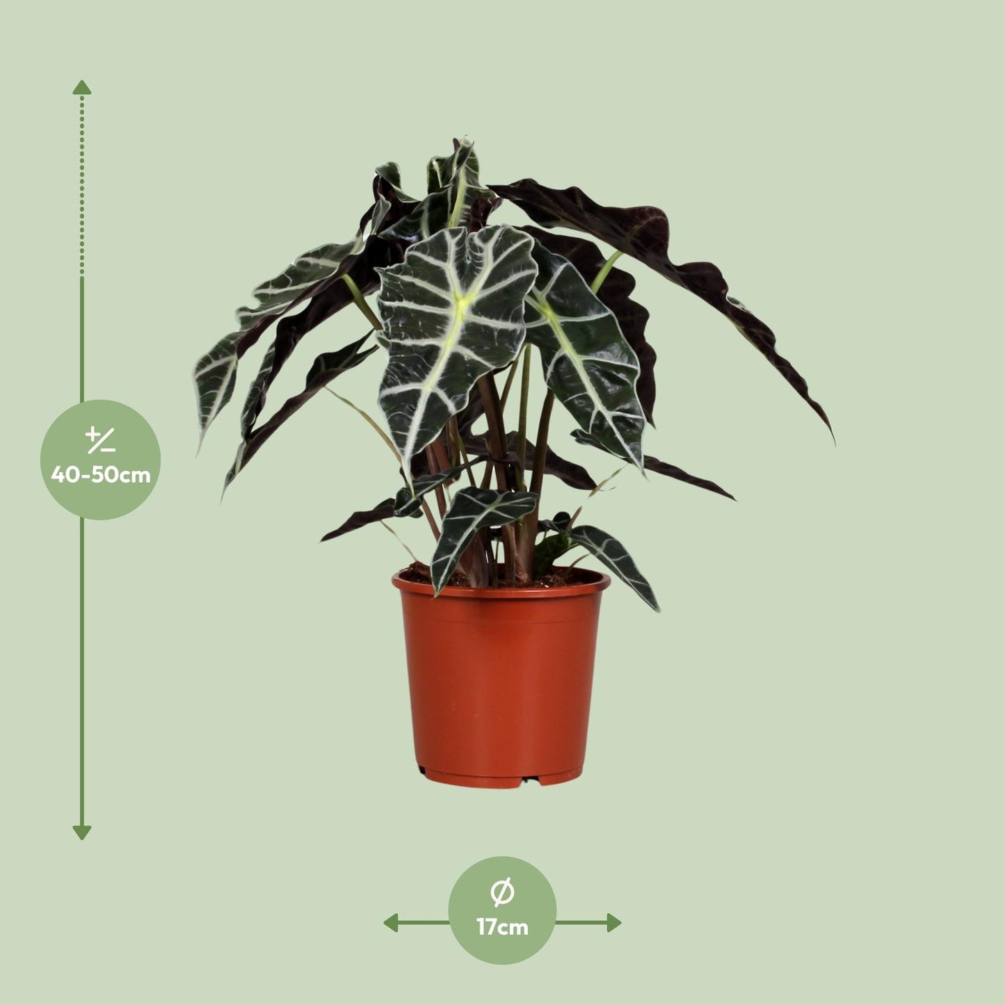 Alocasia Polly – Exotische, pflegeleichte Zimmerpflanze Ø17 cm