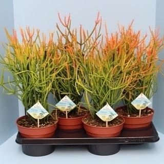 Bio Euphorbia Tirucalli Stramineus – Pflegeleichte Wüstenpflanze Ø17 cm