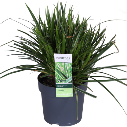 3x Carex morrowii 'Ice Dance' – Immergrünes Ziergras Ø14cm
