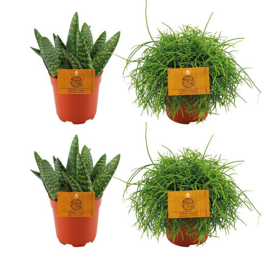 4er Set Aloe Paradisicum & Rhipsalis Cassutha Ø10,5cm