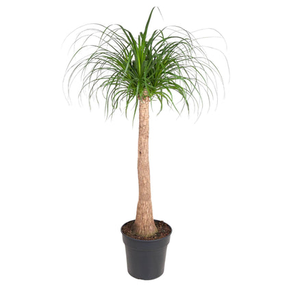 Beaucarnea Stamm – 120 cm – pflegeleichte Zimmerpflanze