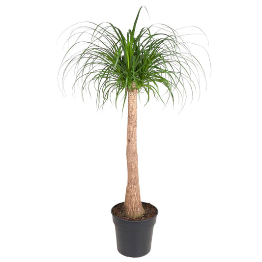 Beaucarnea Stamm – 120 cm – pflegeleichte Zimmerpflanze