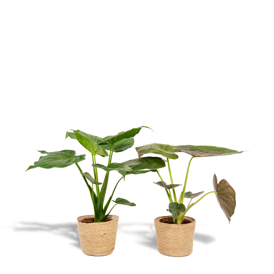 Alocasia Cucullata & Wentii im Selin Korb Ø19cm, 60cm
