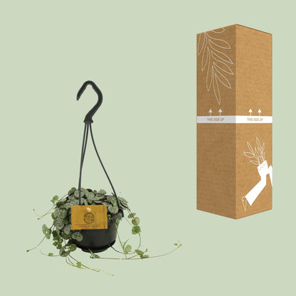 Ceropegia Woodii – Herzblattgirlande Ø10,5cm, Höhe 15cm