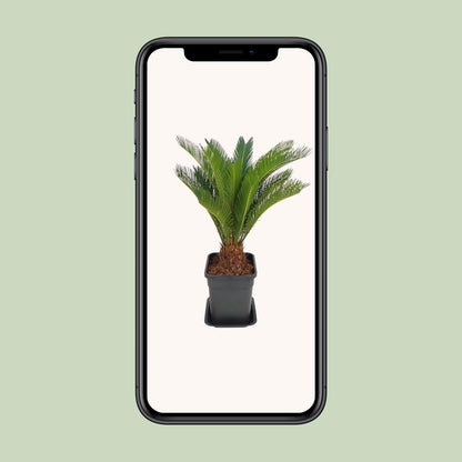 Cycas Revoluta – Pflegeleichte Farne-Palme Ø21cm