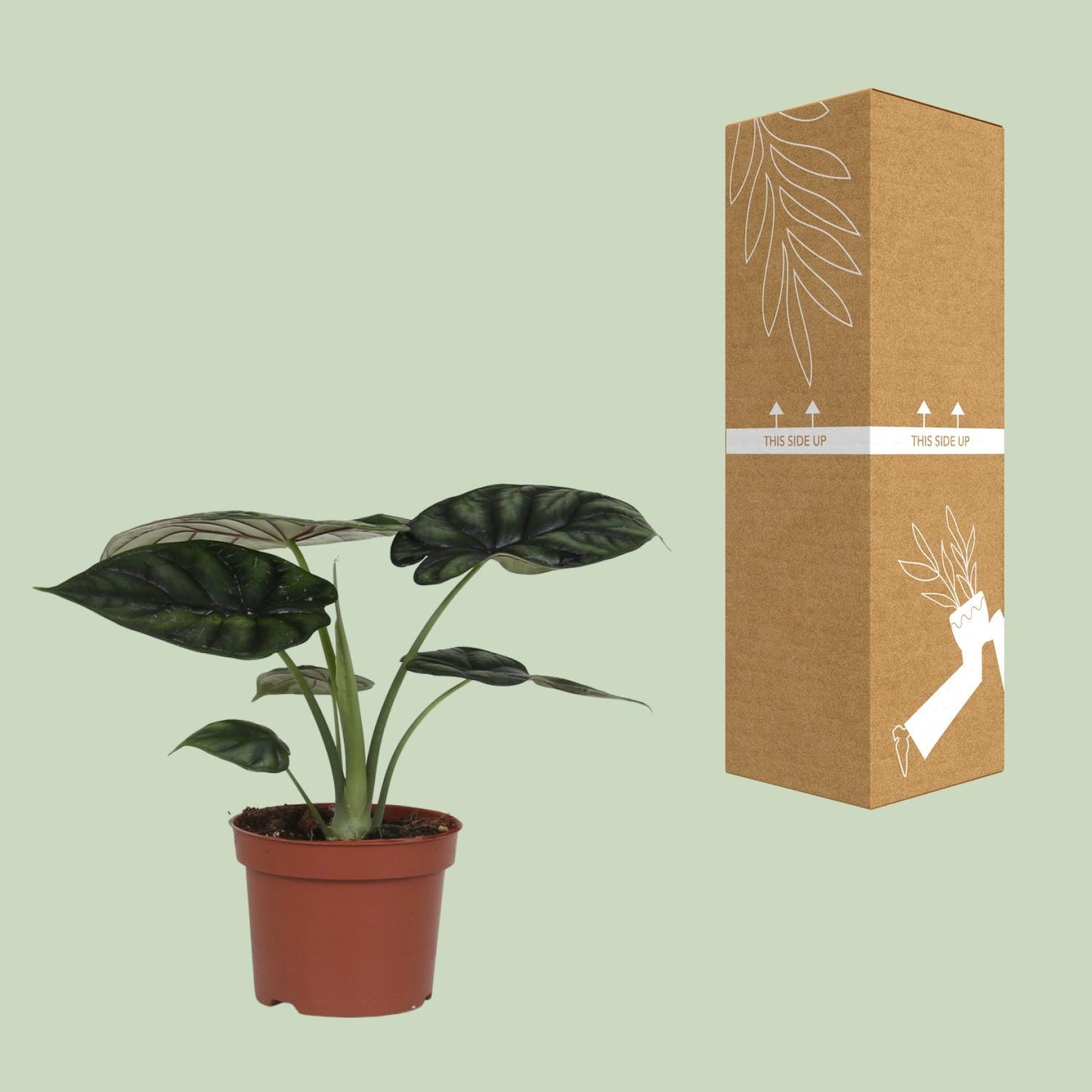 Alocasia Dragon Scale – Pflegeleichte Zimmerpflanze Ø17cm