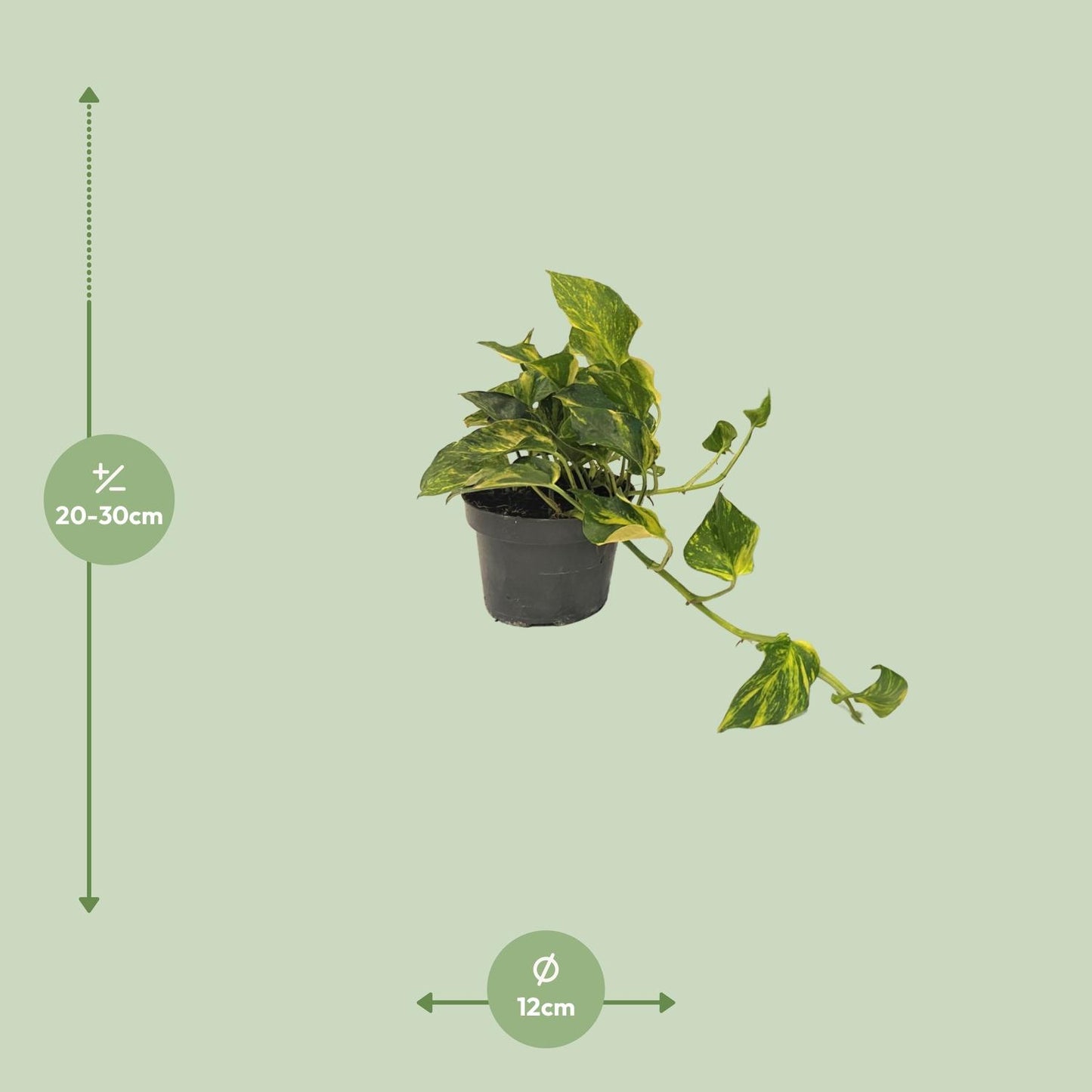 Scindapsus N'joy Gold – Pflegeleichte Zimmerpflanze Ø12cm