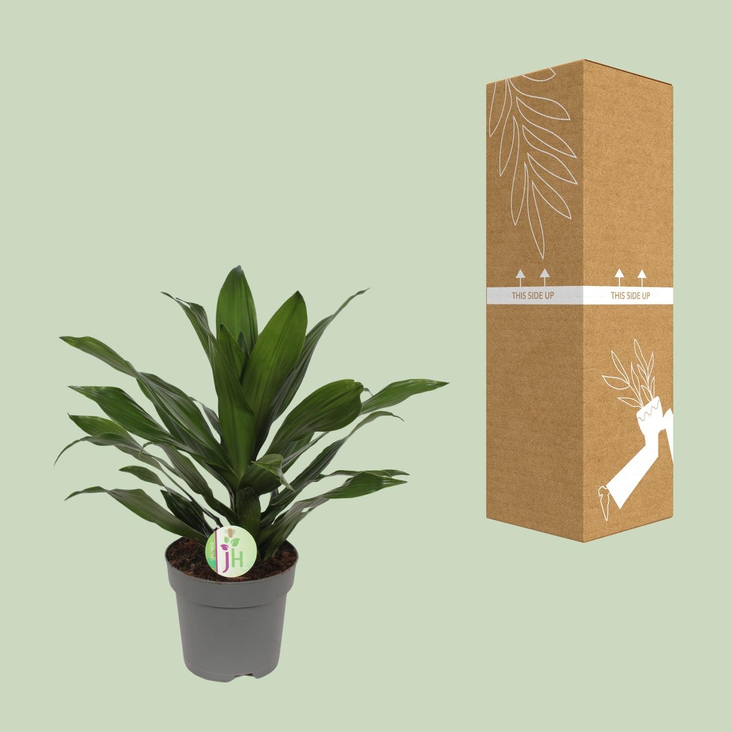 Dracaena Fragrans Grün – Pflegeleichte Zimmerpflanze Ø17cm