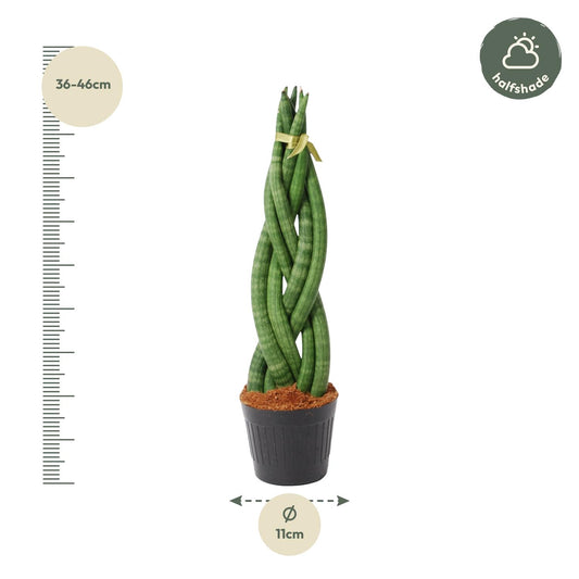 Sansevieria cylindrica 'Twist' – pflegeleichte Zimmerpflanze 40 cm
