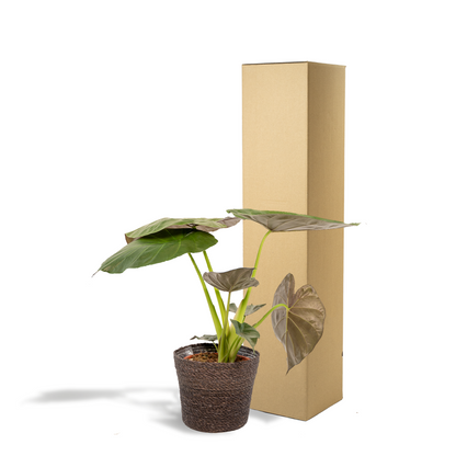 Alocasia Wentii – Elegantes Elefantenohr mit Korb Ø19cm