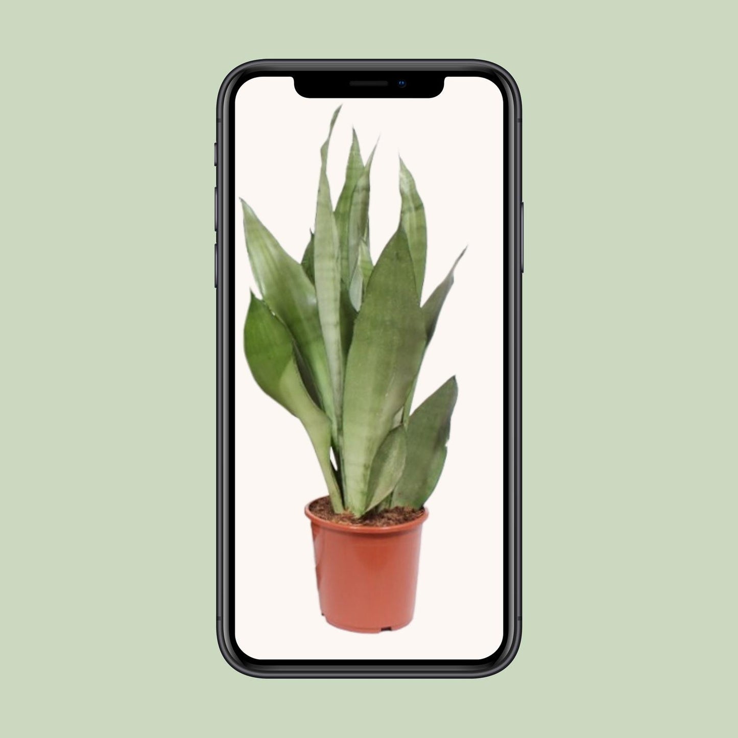 Sansevieria Moonshine – Pflegeleichte Zimmerpflanze Ø17cm