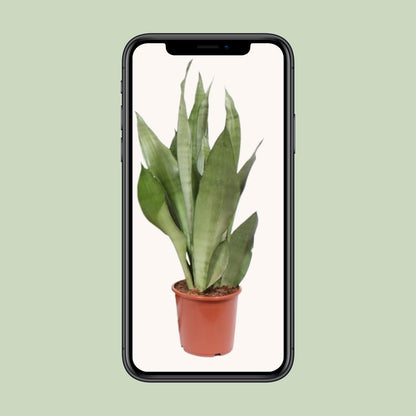 Sansevieria Moonshine – Pflegeleichte Zimmerpflanze Ø17cm