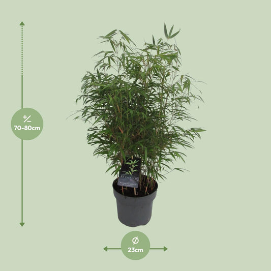Fargesia Rufa – Pflegeleichter Drachenkopf-Bambus Ø23cm