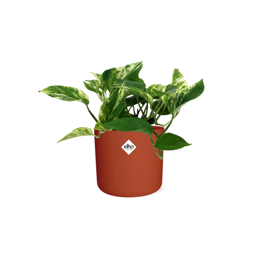 Scindapsus Marble Queen – Pflegeleichte Zimmerpflanze 14cm