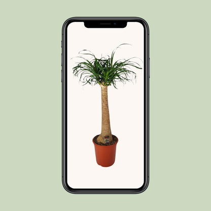 Beaucarnea Nolina – Pflegeleichte Zimmerpflanze Ø24cm, 95cm hoch