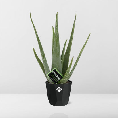 Aloe Vera 12cm in 14cm Topf b.for rock living black