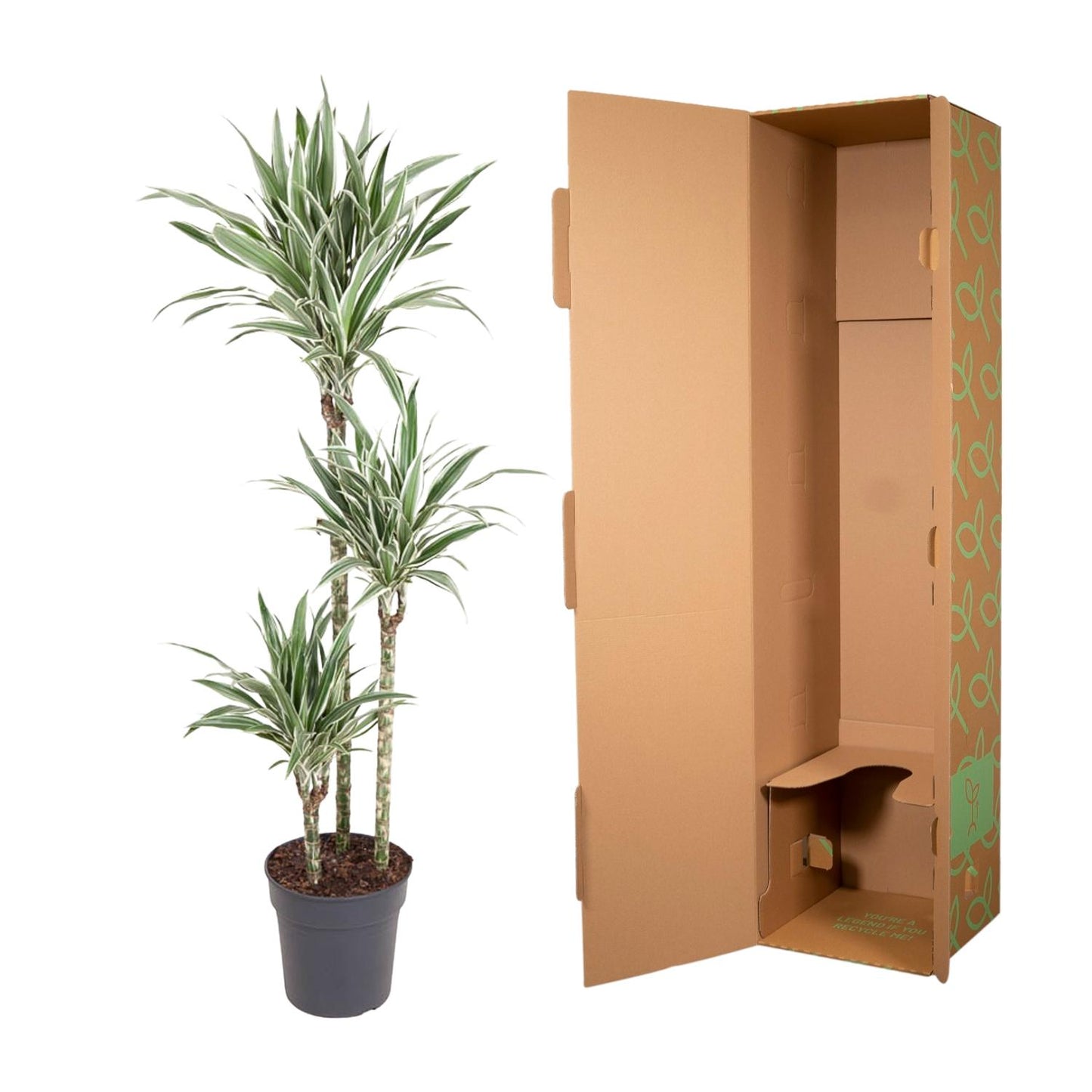 Dracaena White Stripe – 150 cm pflegeleichte Zimmerpflanze