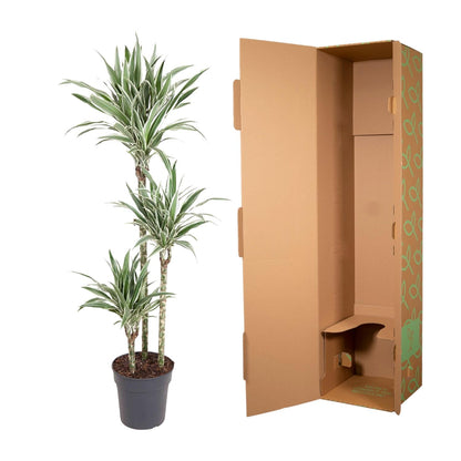 Dracaena White Stripe – 150 cm pflegeleichte Zimmerpflanze
