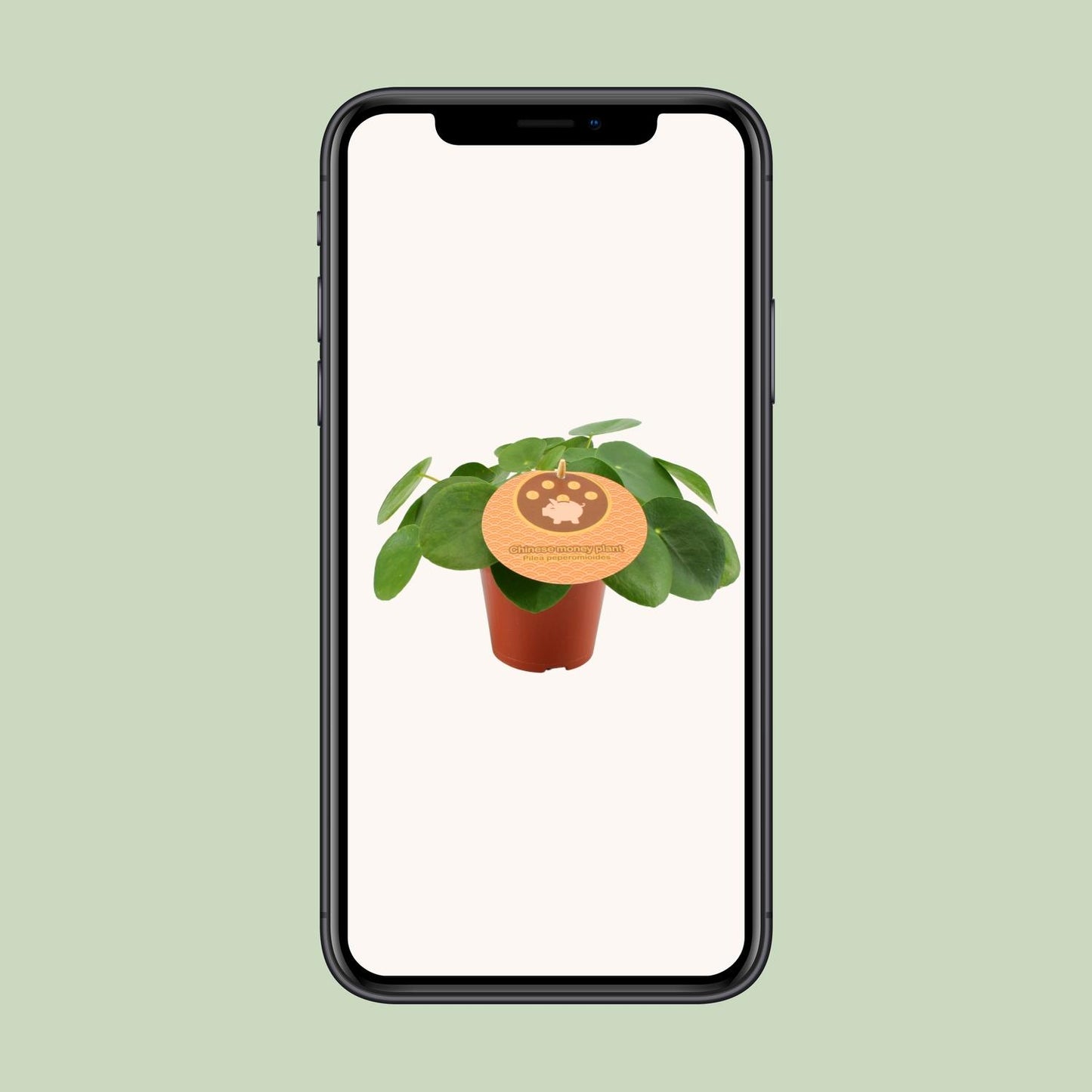 Pilea Peperomioides – Pflegeleichte Zimmerpflanze Ø12 cm
