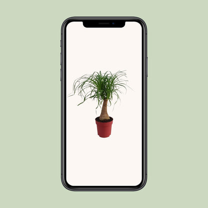 Elefantenfuß 'Maya Palm' – 70 cm pflegeleichte Zimmerpflanze