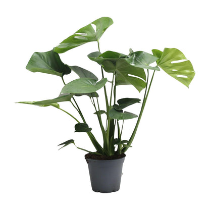 Monstera Deliciosa – Pflegeleichtes Fensterblatt, 65 cm