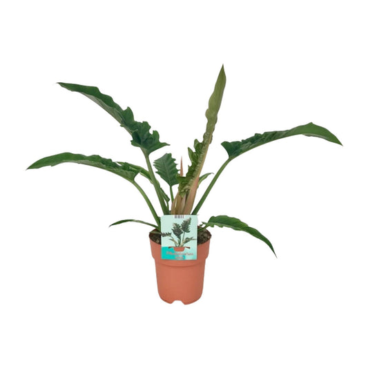 Philodendron Narrow – Pflegeleichte Zimmerpflanze Ø19cm