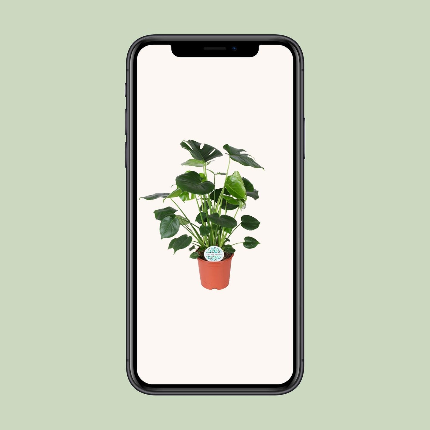 Monstera Deliciosa Ø21cm – Luftreinigende Trendpflanze