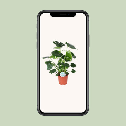 Monstera Deliciosa Ø21cm – Luftreinigende Trendpflanze