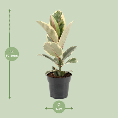 Ficus Elastica Tineke – Pflegeleichte Zimmerpflanze Ø17cm