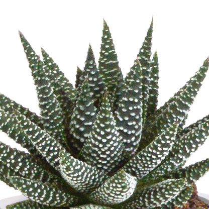 Gasteria & Haworthia Sukkulenten-Mix im Terrakotta-Topf